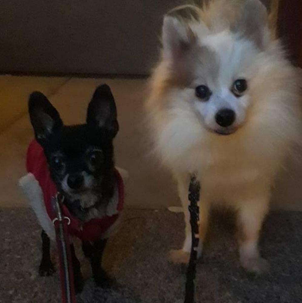 Meet your Posher, Meredith